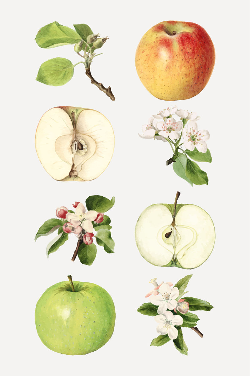 手绘鲜苹果