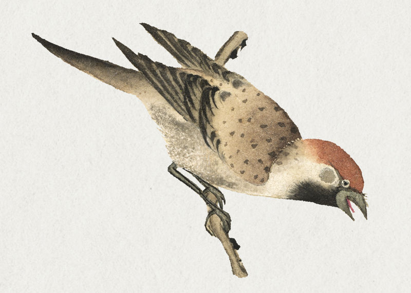 小麻雀鸟psd张若爱艺术作品混音