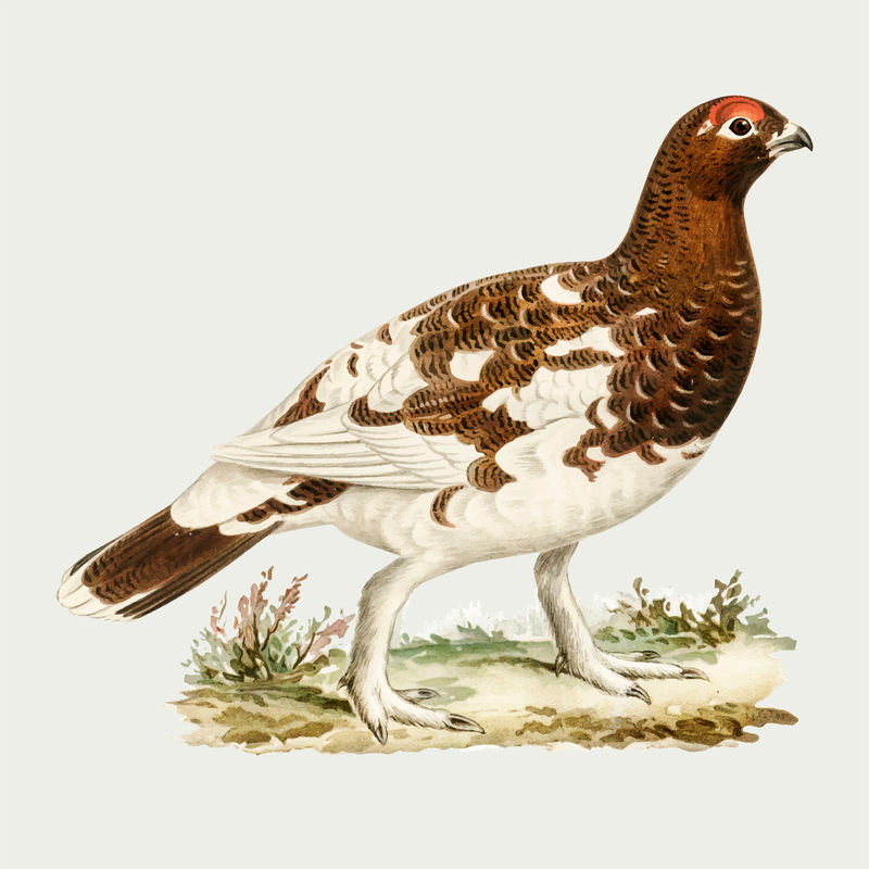 矢量松鸡鸟手绘