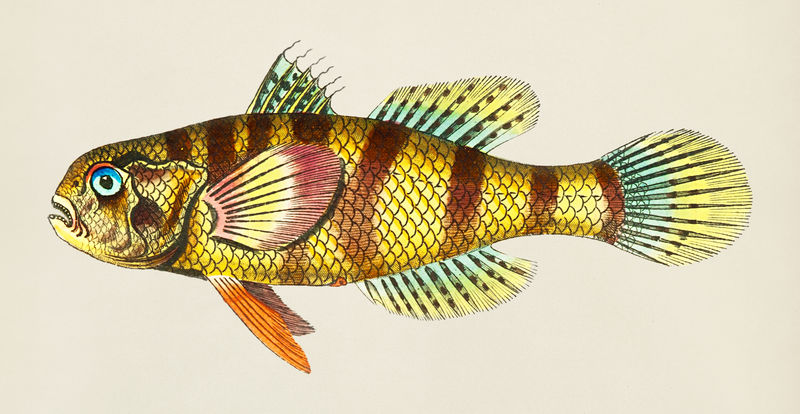 来自博物学家的大型sciaena插图'；乔治·肖（1751-1813）的《s杂项》（1789-1813）