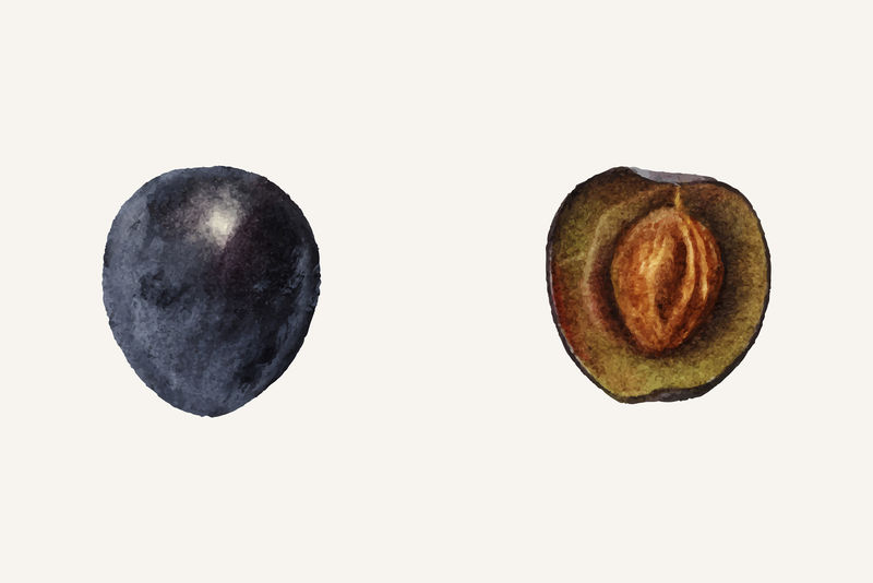 复古李子图解矢量