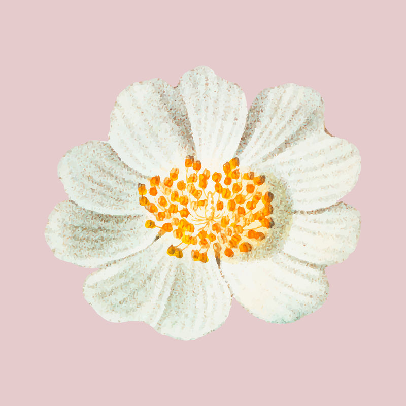 复古麦卡尼玫瑰花矢量手绘插图