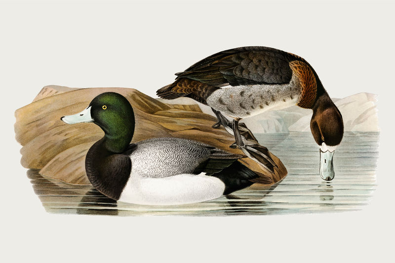 矢量大斯坎普鸟手绘