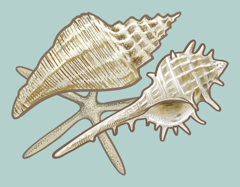 各种白色贝壳插图