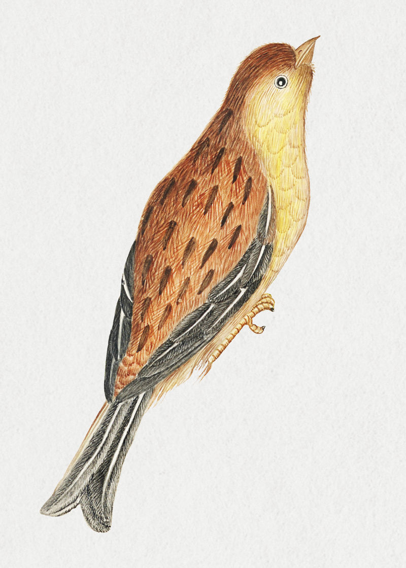 棕色和黄色的鸟psd从史密森档案馆的18世纪艺术品中混合而成