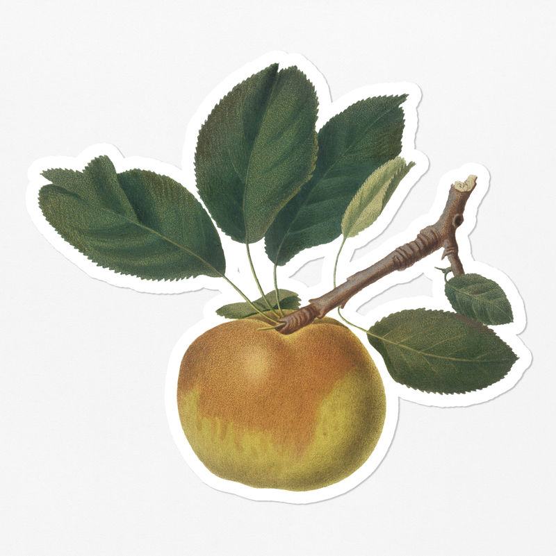 手绘白边苹果果贴纸