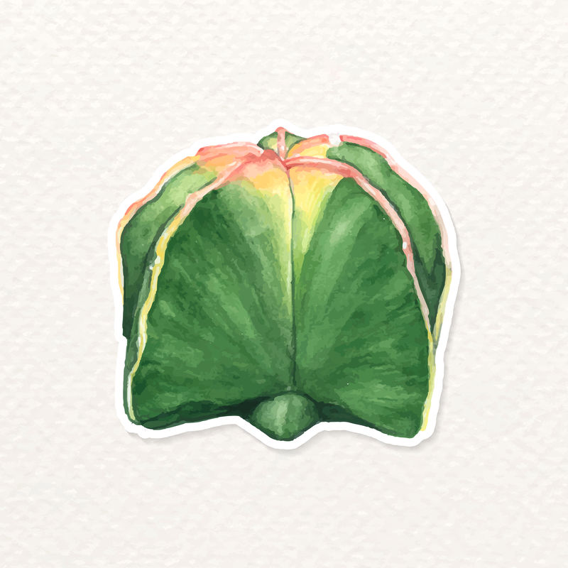 主教';s cap仙人掌贴纸载体