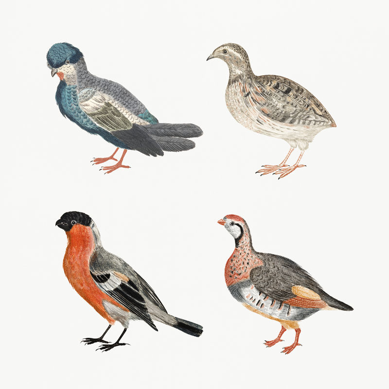 手绘鸟psd复古插图集