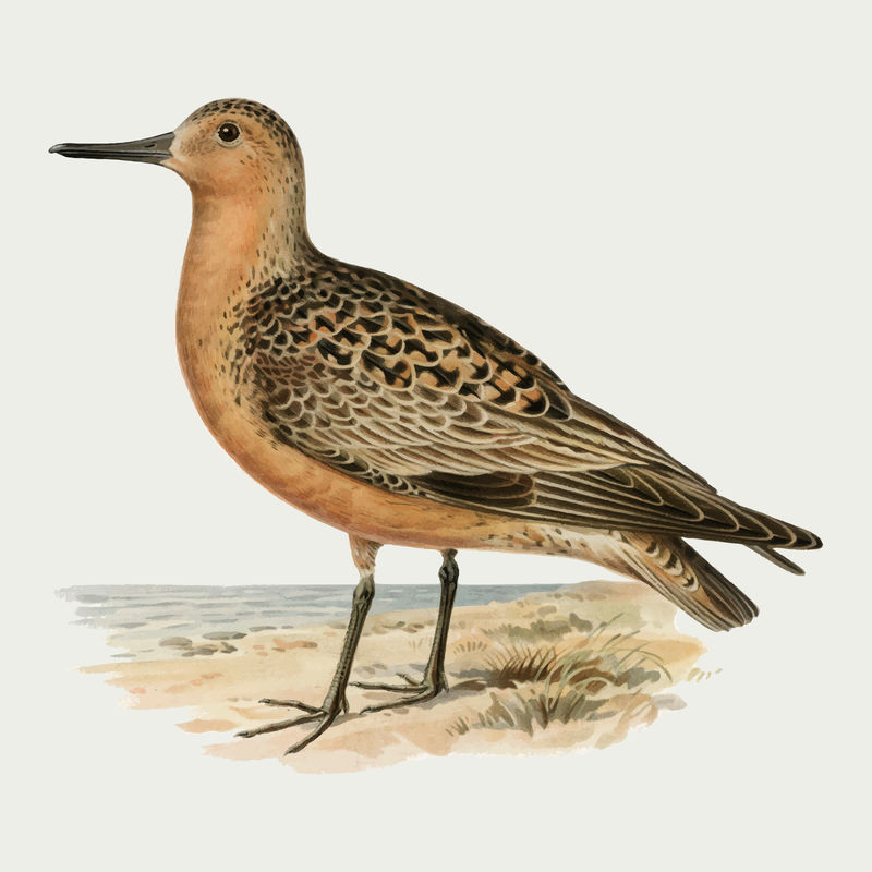 矢量红结鸟手绘