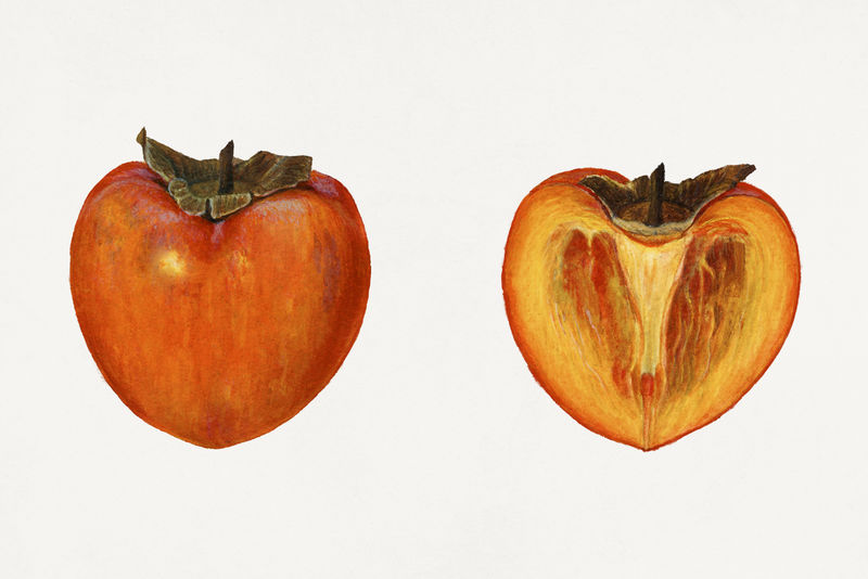 复古波斯插图模型