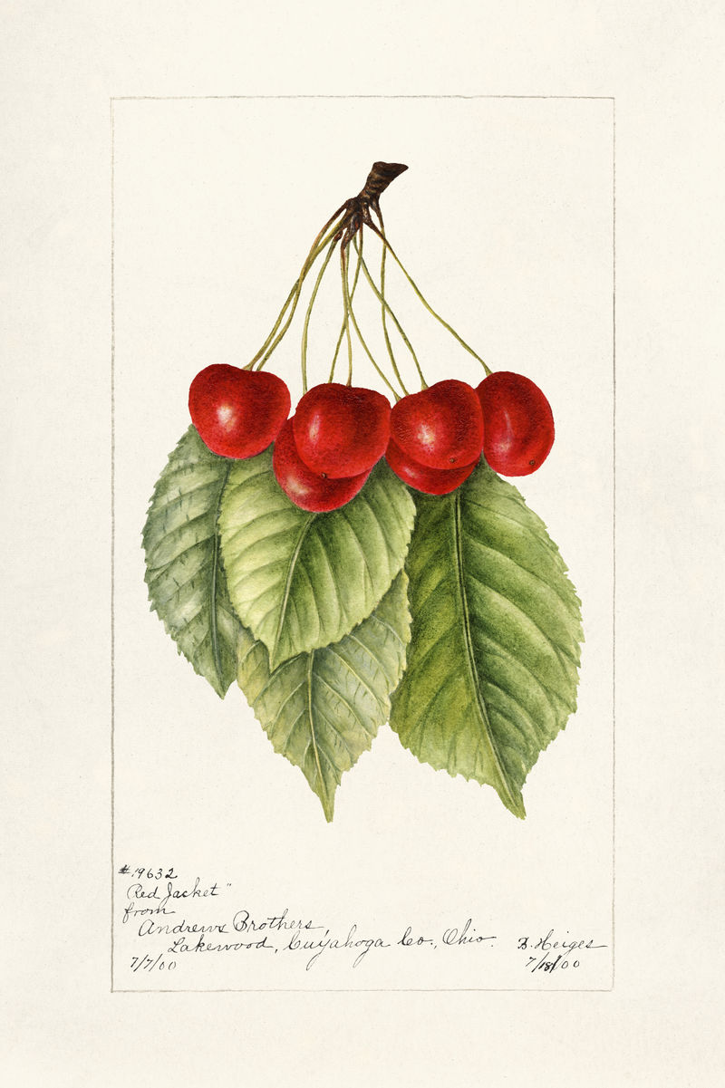 樱桃插画模型的复古分支