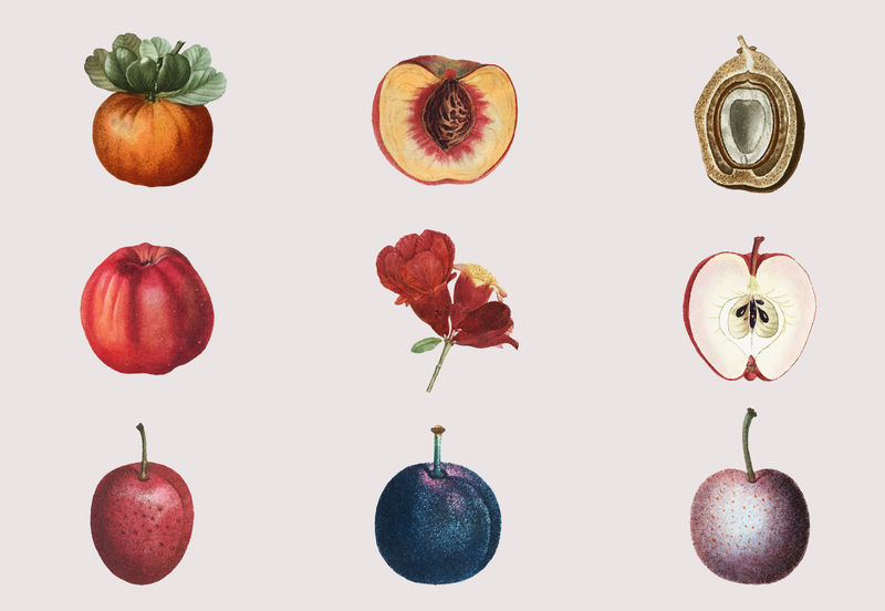 水果和花卉套装手绘插图