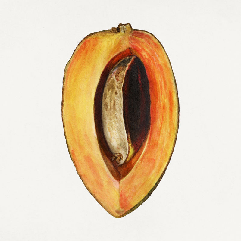 复古卡尼斯特尔插图模型