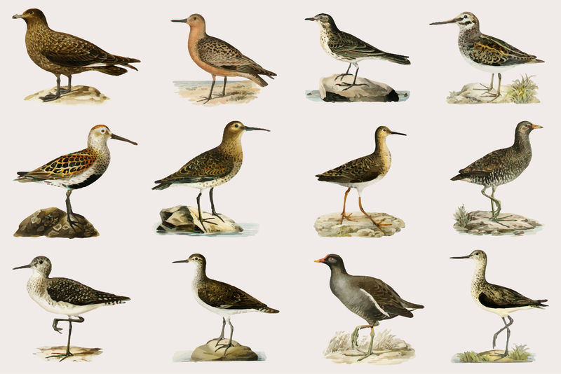 矢量混合鸟手绘集