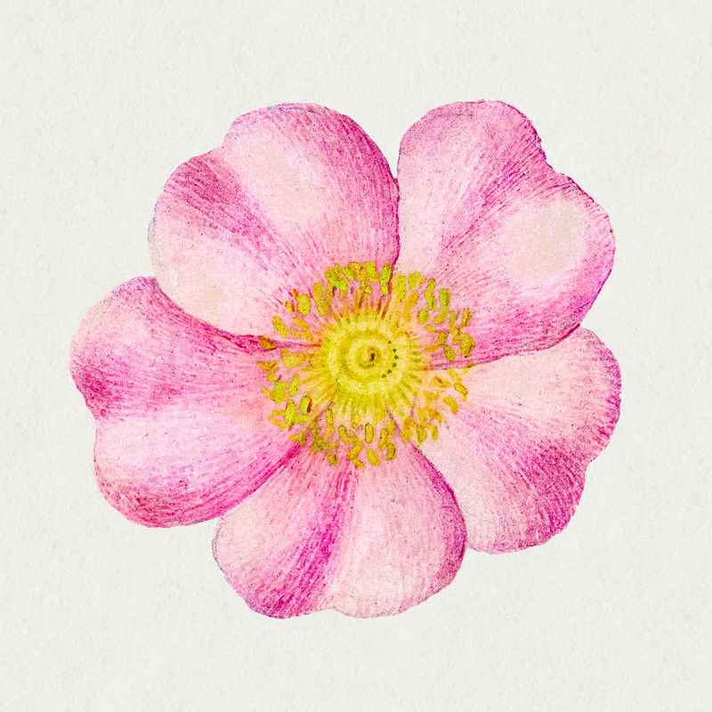 Eglantine粉色花朵手绘插图