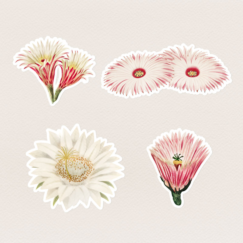 复古仙人掌花贴纸白色边框系列