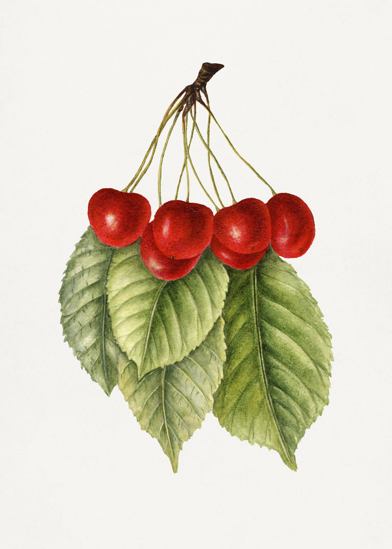 樱桃插画模型的复古分支