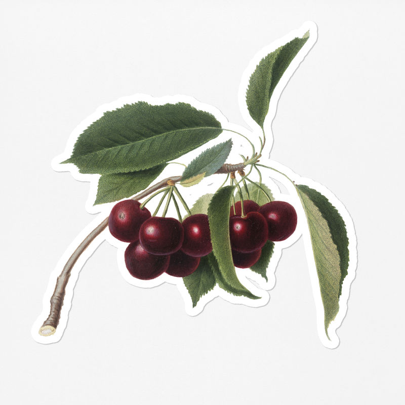 手绘白边樱桃水果贴纸