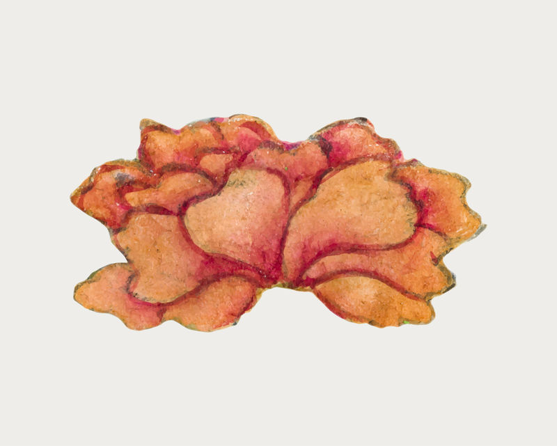 中国牡丹花载体张若爱艺术作品混音