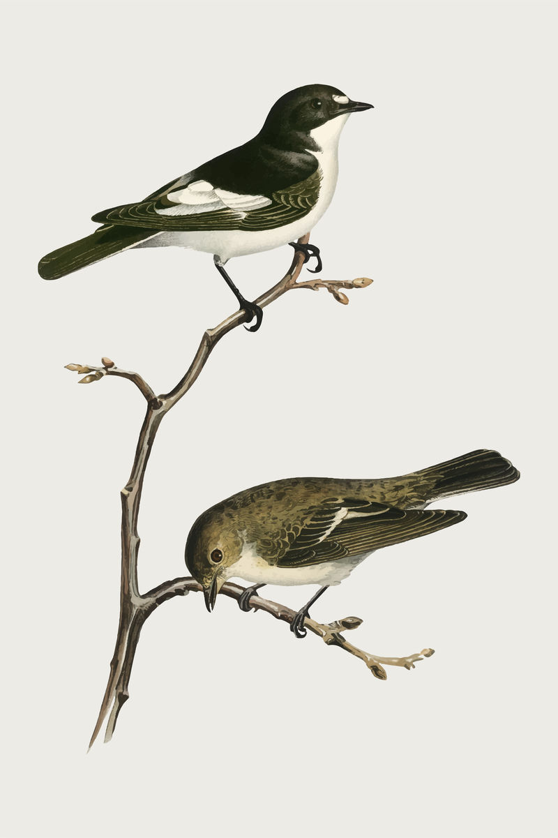 欧洲花斑捕蝇鸟矢量手绘