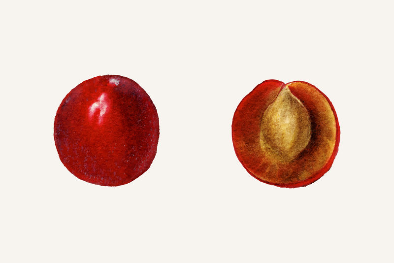 复古李子图解矢量