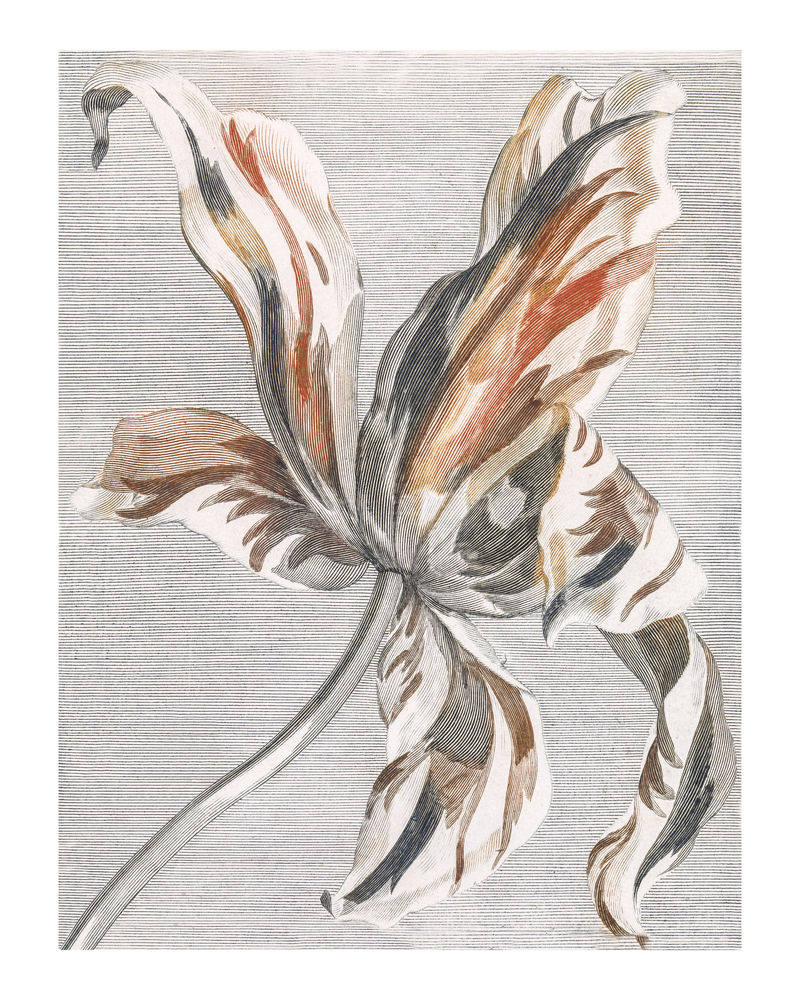 复古郁金香插画墙面艺术印刷品和海报设计混搭原创艺术品