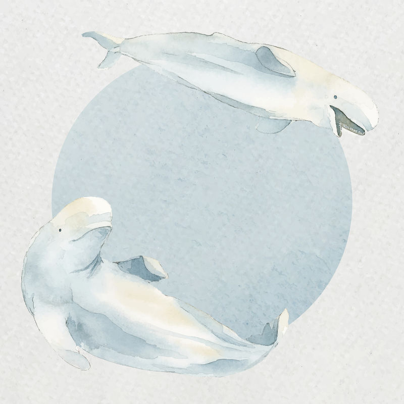 水彩画白鲸在水彩旗矢量