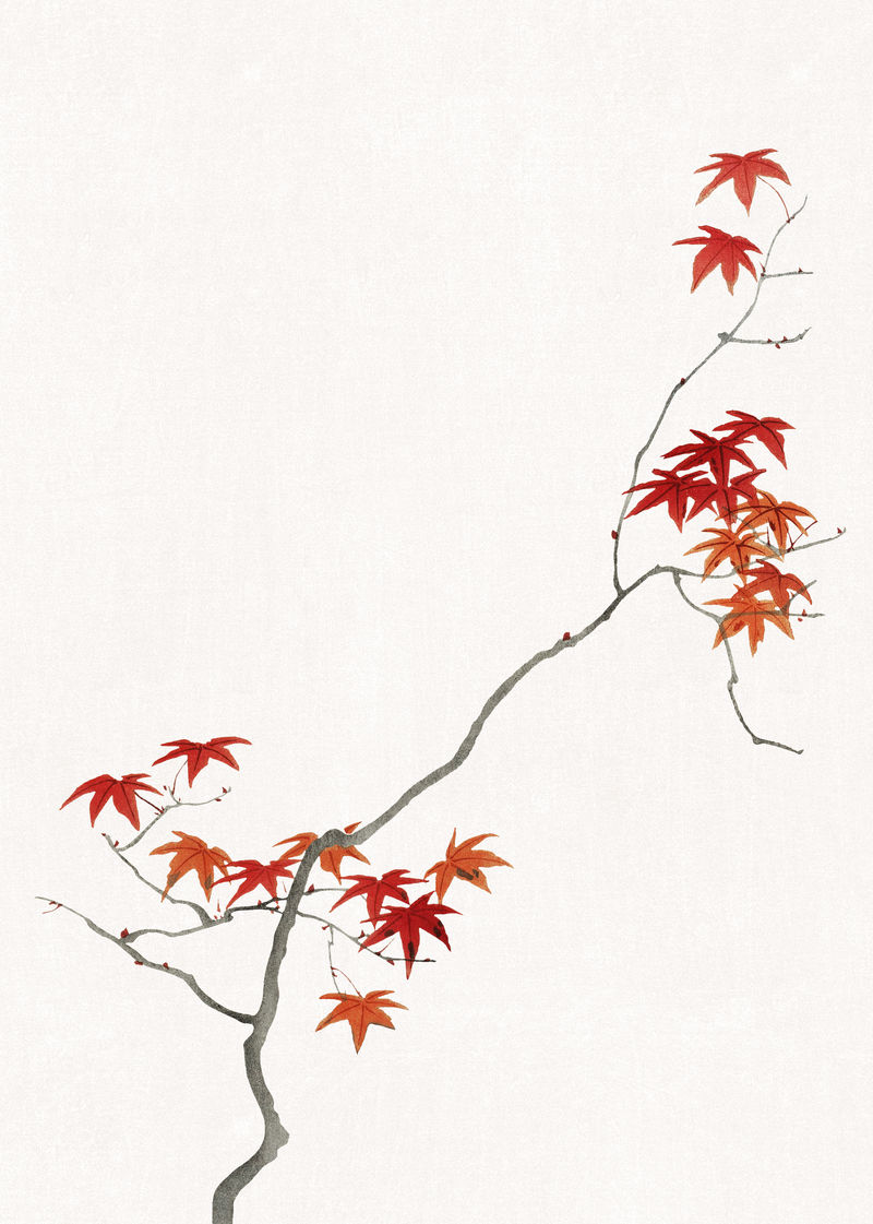 传统日本枫叶装饰元素Watanabe Seitei原版印刷品的艺术混搭