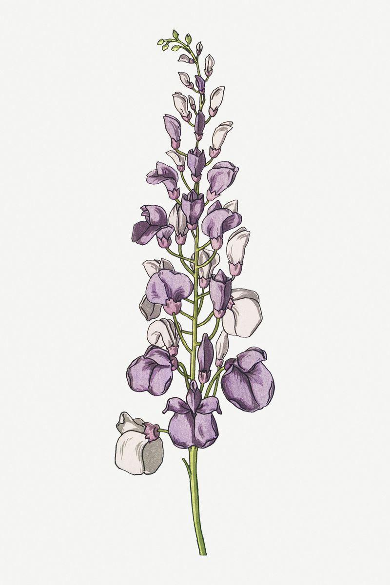 复古紫藤花设计元素