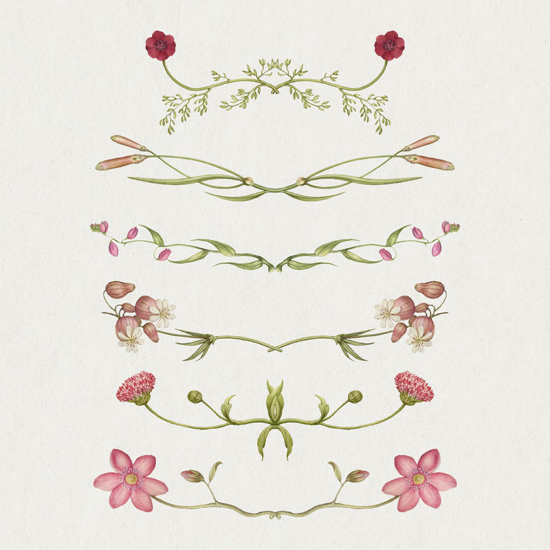 粉色花朵分割器来自书法模型书Joris Hoefnagel和Georg Bocskay的混音