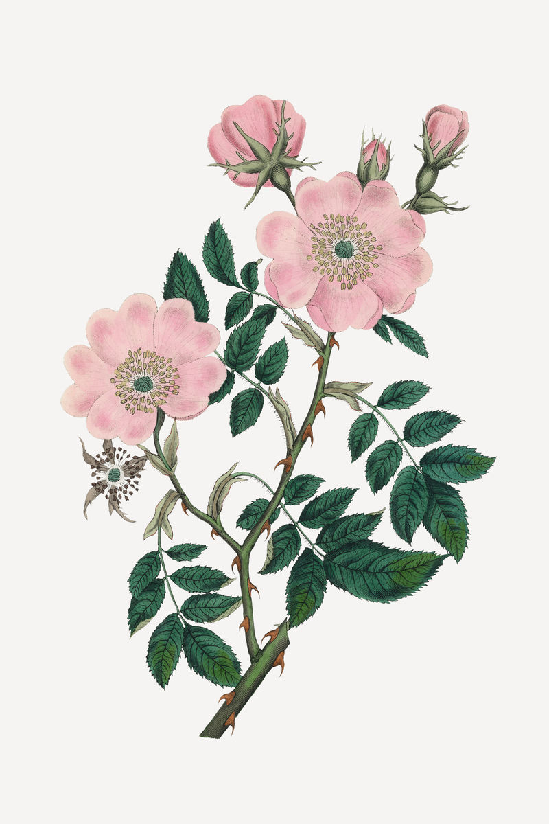 植物狗玫瑰植物插图