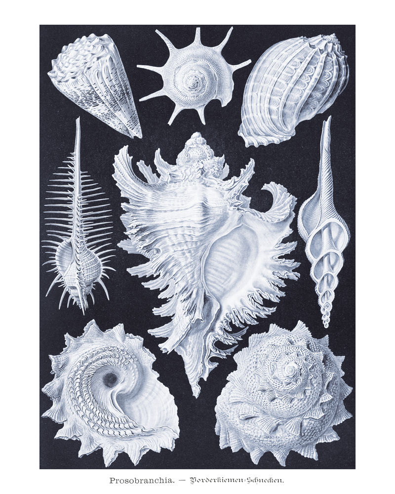 复古水生和陆生蜗牛插图墙壁艺术印刷品和海报