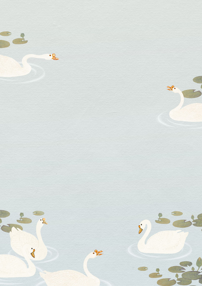 荷塘白鹅游泳背景图