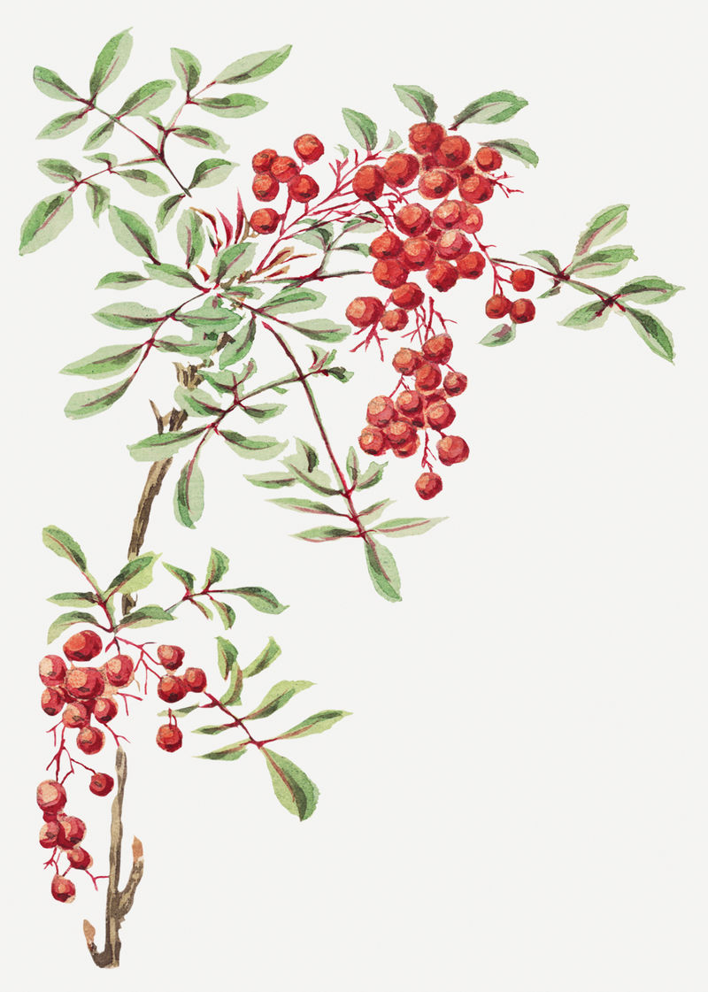 复古珊瑚浆果树艺术印花由Megata Morikaga的作品混合而成