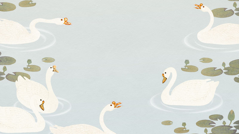 荷塘白鹅游泳背景图