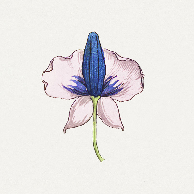 复古乌头花设计元素