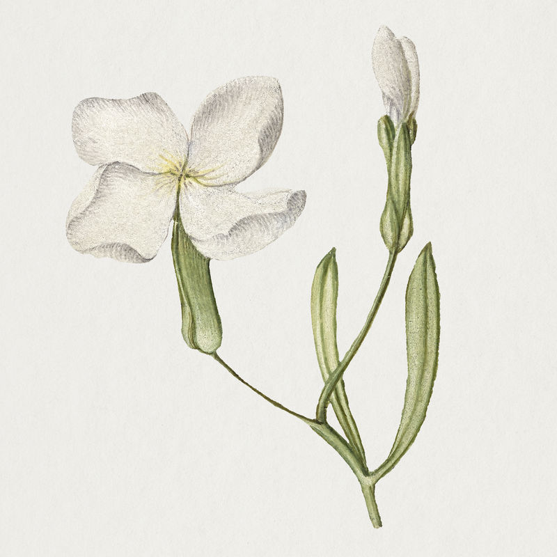 手绘德国花卉插图