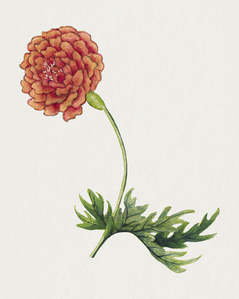 复古牡丹花图案由张若爱的艺术作品混合而成