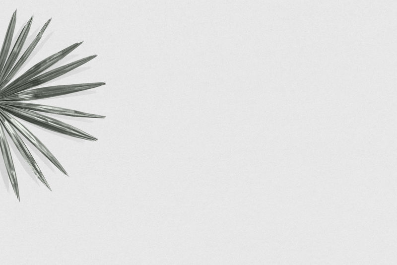 热带棕榈叶简单社交媒体横幅背景