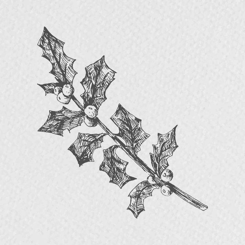 手绘冬青枝插画