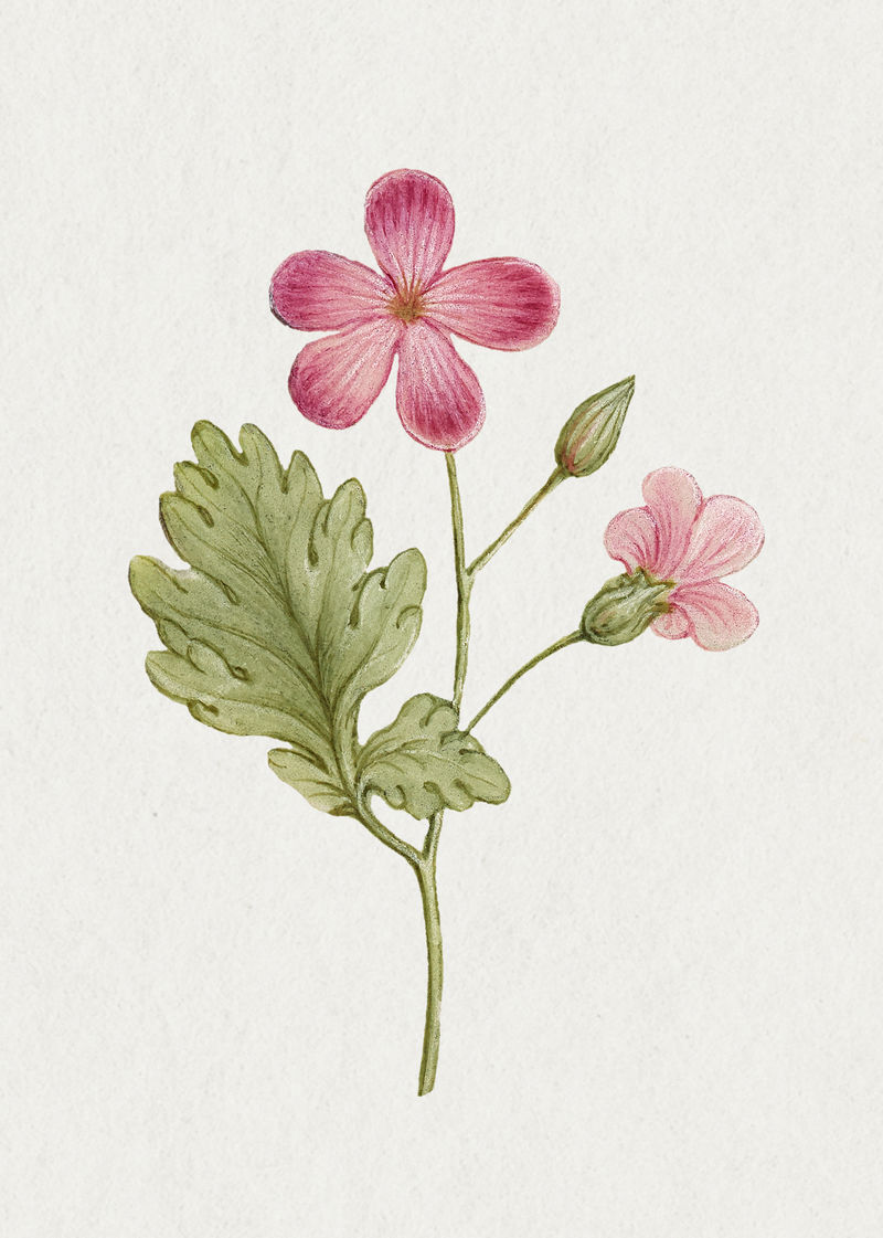 复古药草罗伯特开花插画