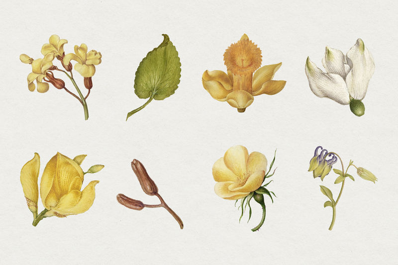 植物手绘复古黄花套装由Joris Hoefnagel和Georg Bocskay的书法模型书混合而成