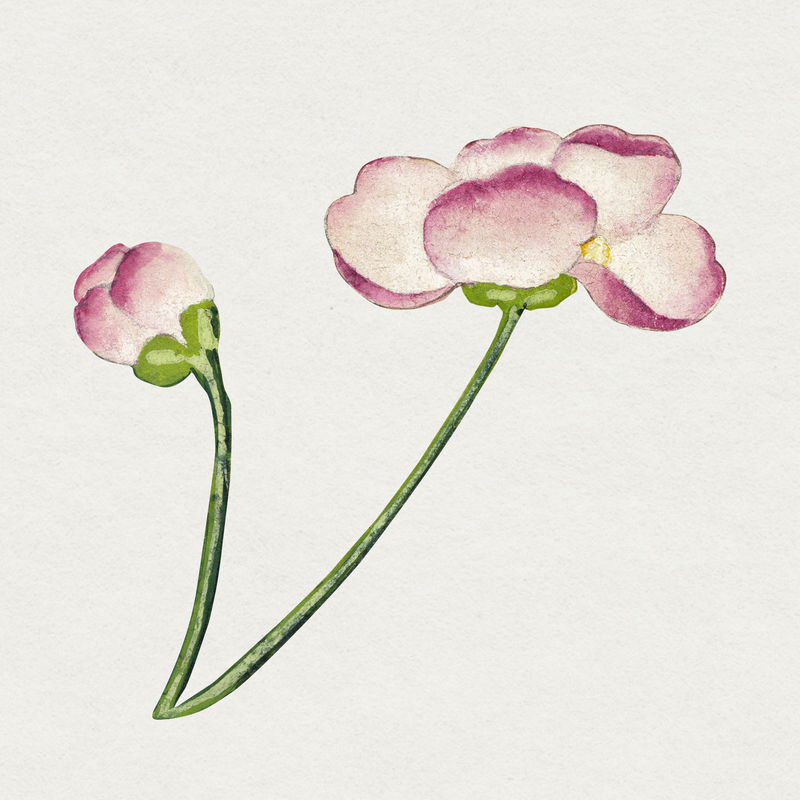 中国锦葵花图案由张若爱的艺术作品混合而成