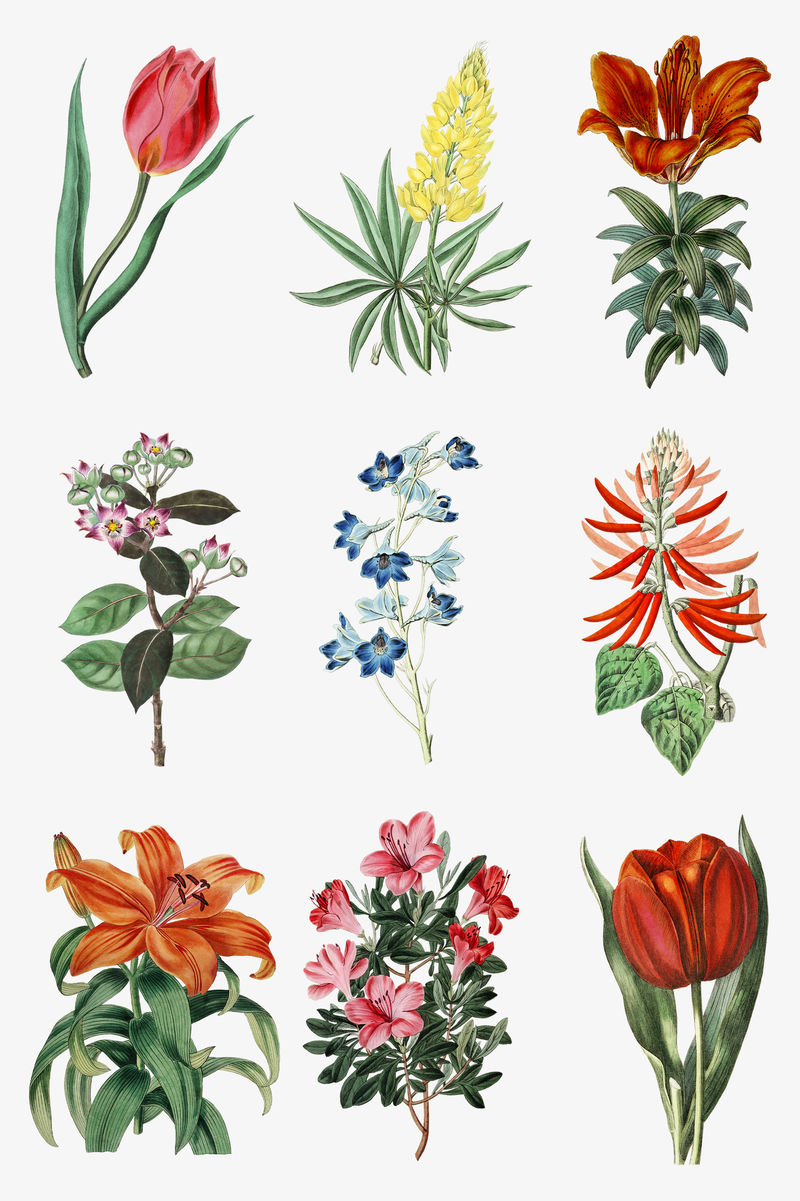 复古手绘开花植物套装