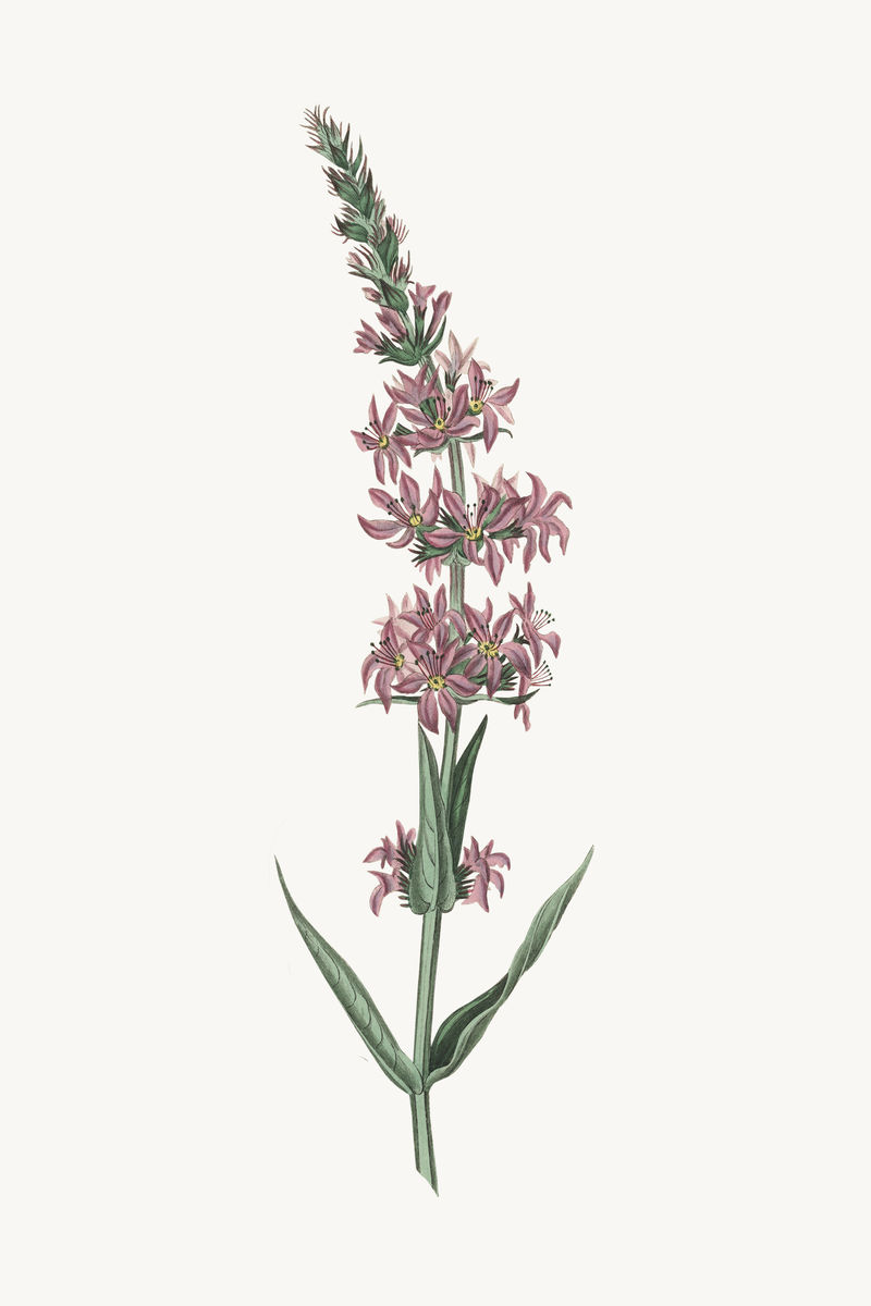 植物紫色条纹植物插图