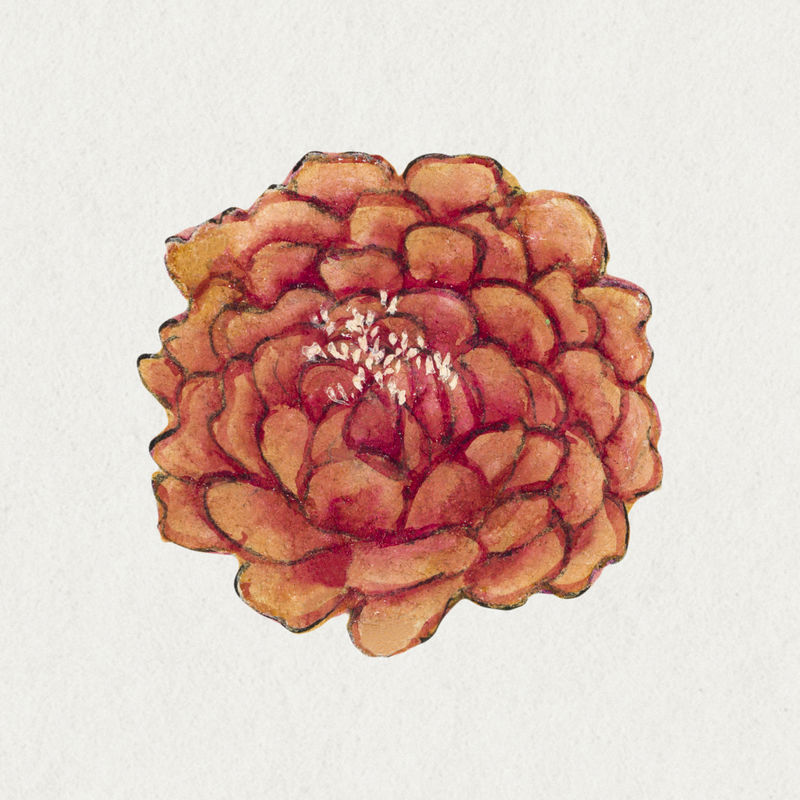 复古牡丹花图案由张若爱的艺术作品混合而成