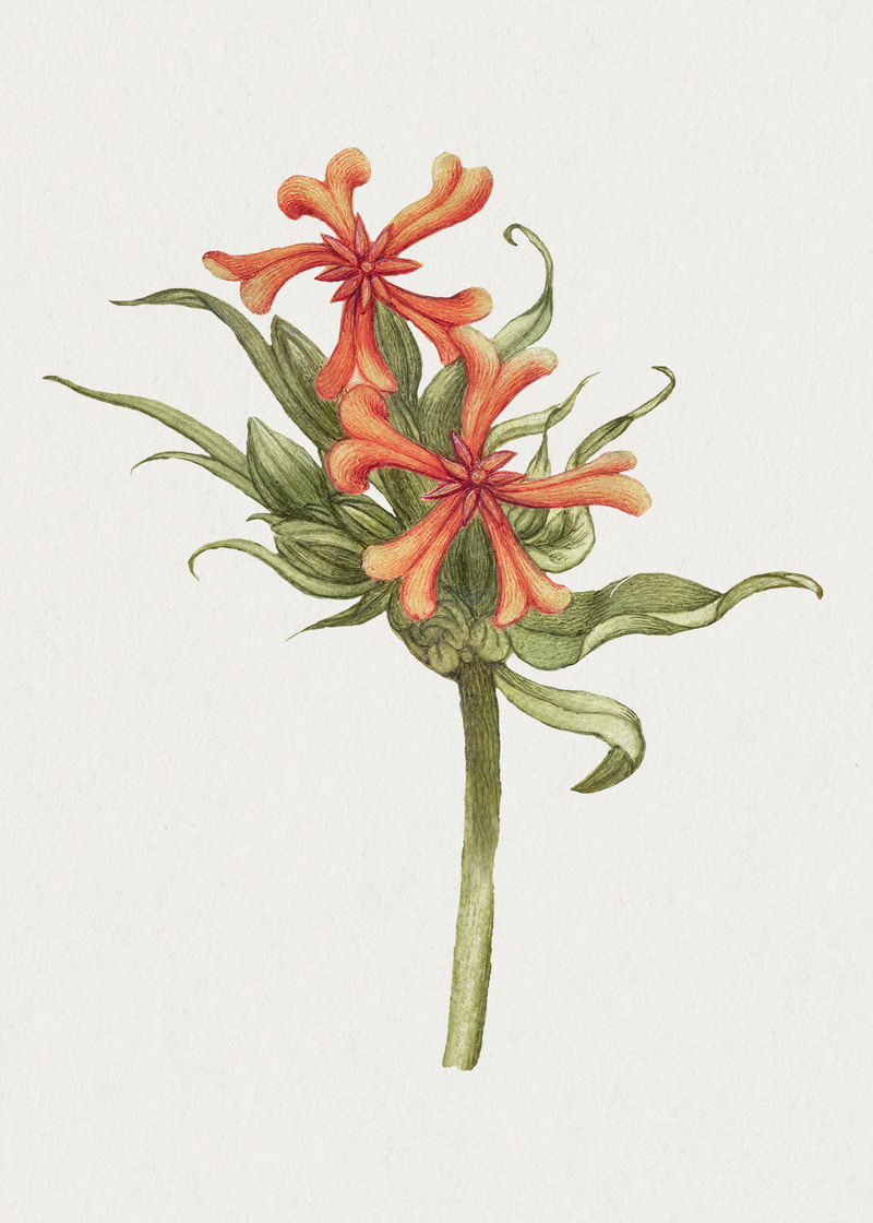 复古马耳他十字花插画