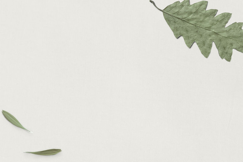 绿色橡木叶平原背景