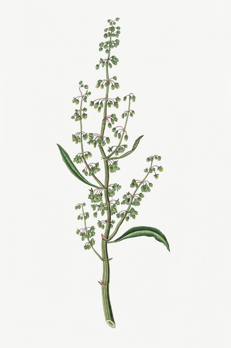 植物水坞植物插图