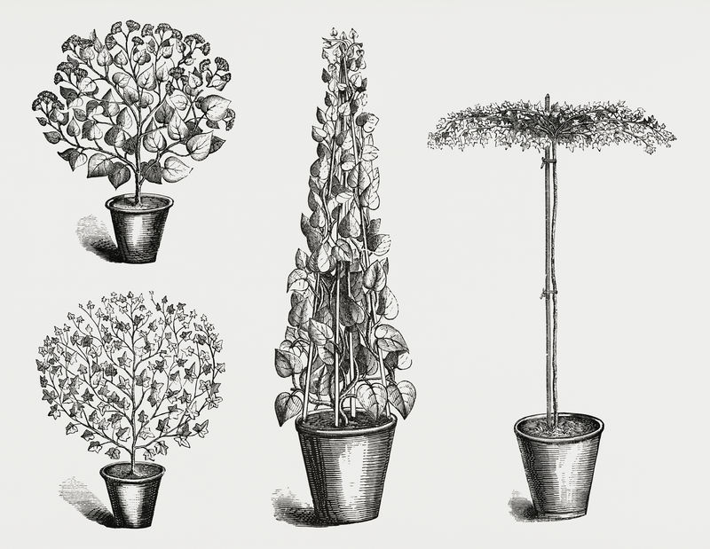 常春藤的复古插图